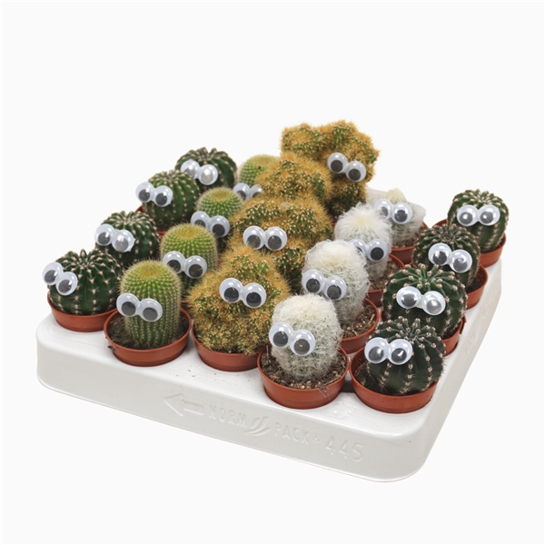 Cactus mix 5,5 cm met oog