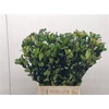 Ilex Bl M Blu Prince