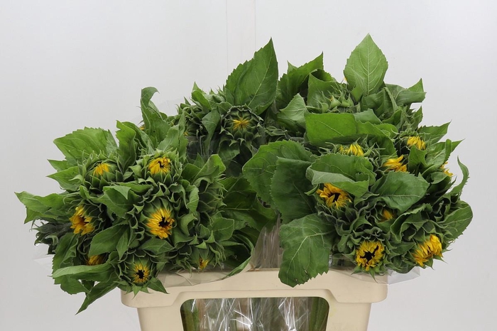 <h4>Helianthus Orange Fire</h4>