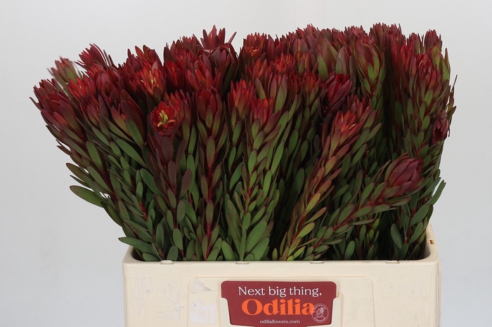 <h4>Leucadendron Safari Sunset</h4>