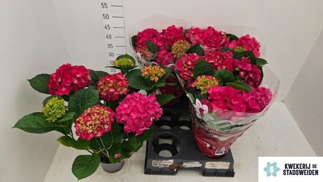 <h4>Hydr M Amsterdam</h4>