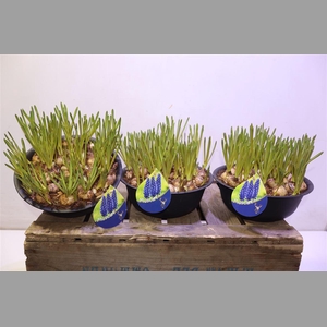 Arr Muscari In Zwart Zinken Schaal