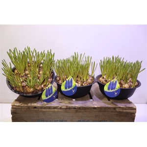 Arr Muscari In Zwart Zinken Schaal