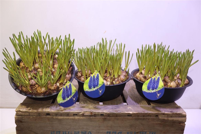 <h4>Arr Muscari In Zwart Zinken Schaal</h4>