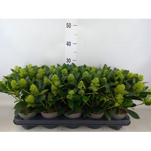 Skimmia jap. 'Finchy'