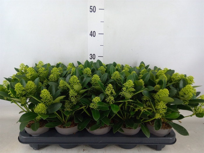 <h4>Skimmia jap. 'Finchy'</h4>
