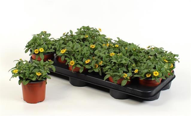 <h4>SANV PROCUMBENS</h4>