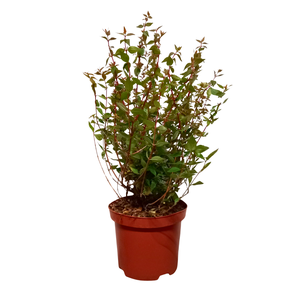 Abelia overig
