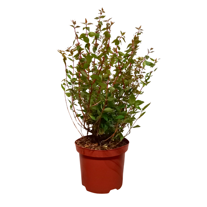 <h4>Abelia overig</h4>