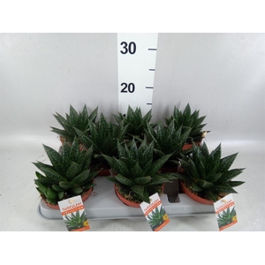 Gasteria