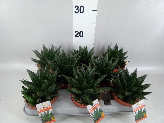 <h4>Gasteria</h4>