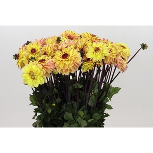 Dahlia Gelia