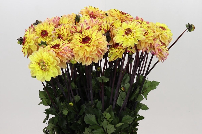 <h4>Dahlia Gelia</h4>