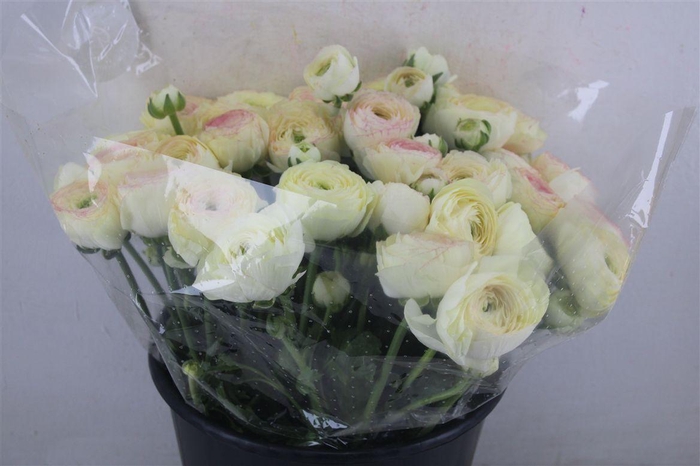 <h4>Ran Cloni Sup Queen</h4>