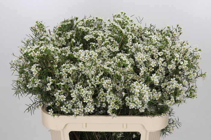 Chamelaucium Ofir