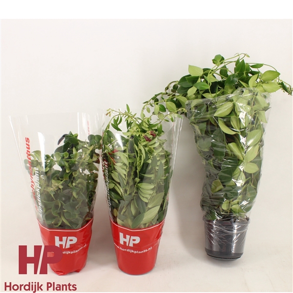 <h4>Aeschynanthus Mix (krul en plat).</h4>