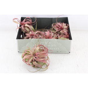 arr3 CP - Till. Eric knobloch