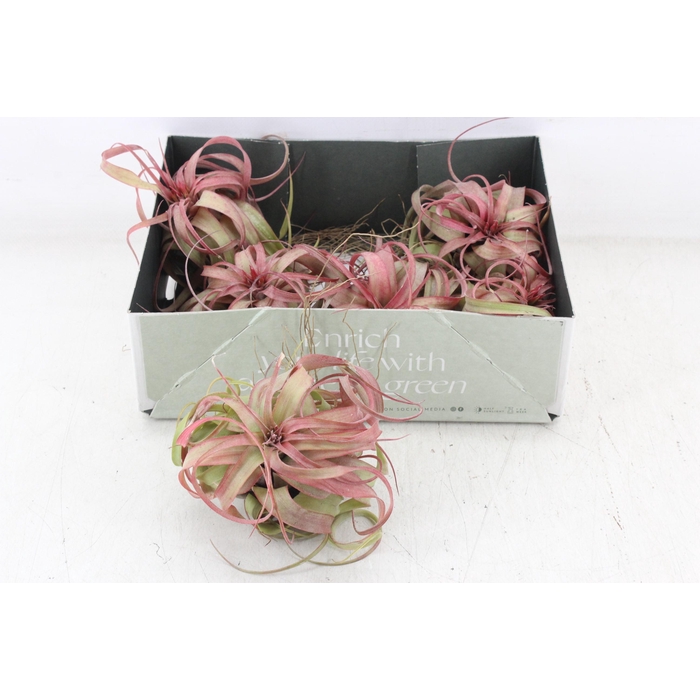 <h4>Arr3 Cp - Till. Eric Knobloch</h4>