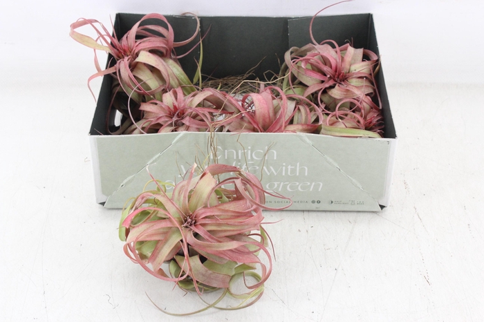 <h4>arr3 CP - Till. Eric knobloch</h4>