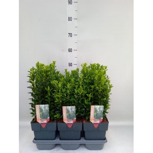 Euonymus japon. 'Green Spire'