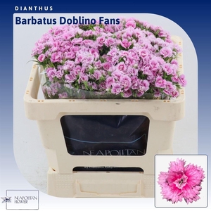 Dianthus Barbatus 'doblino Fans'