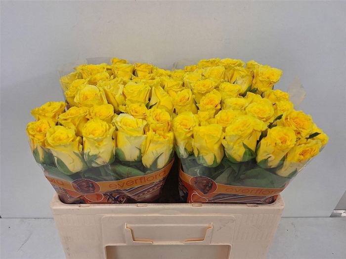 <h4>R GR BAHAMA</h4>