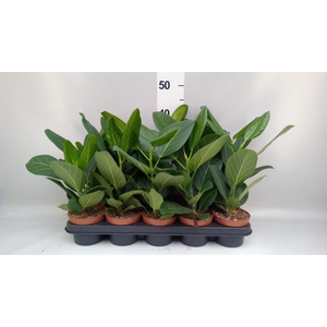 Ficus benghalensis 'Audrey'