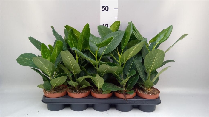 <h4>Ficus benghalensis 'Audrey'</h4>