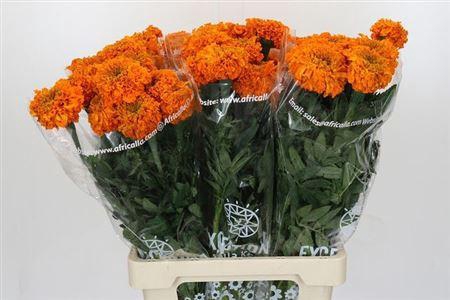 <h4>Tagetes E Promise Orange</h4>