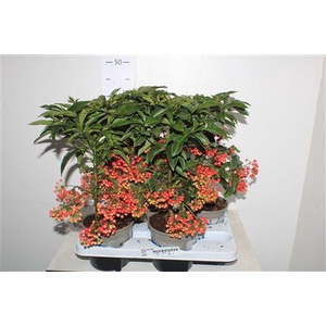 ** Ardis Crenata 44+ * Autumn Promo *