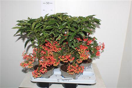 <h4>** Ardis Crenata 44+ * Autumn Promo *</h4>