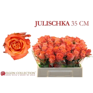 R GR JULISCHKA
