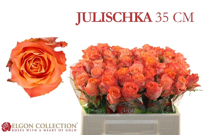 <h4>R GR JULISCHKA</h4>