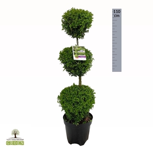 Buxus sempervirens Triobol M