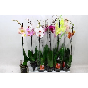 PHAL GEM
