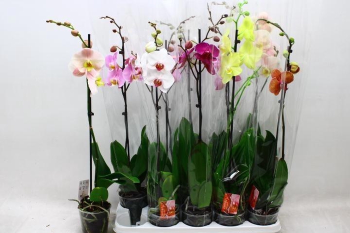 <h4>PHAL GEM</h4>