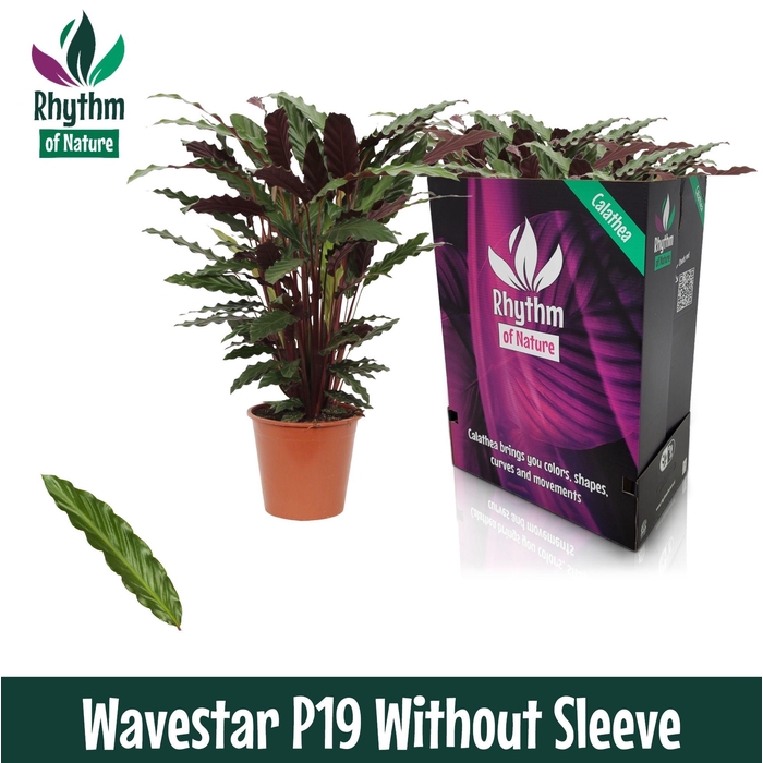 <h4>Calathea 19cm Wavestar - Rhythm of Nature zonder hoes</h4>