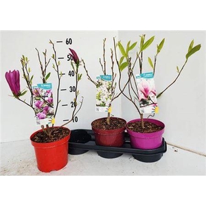 Magnolia Mix In Tray