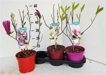 <h4>Magnolia Mix In Tray</h4>