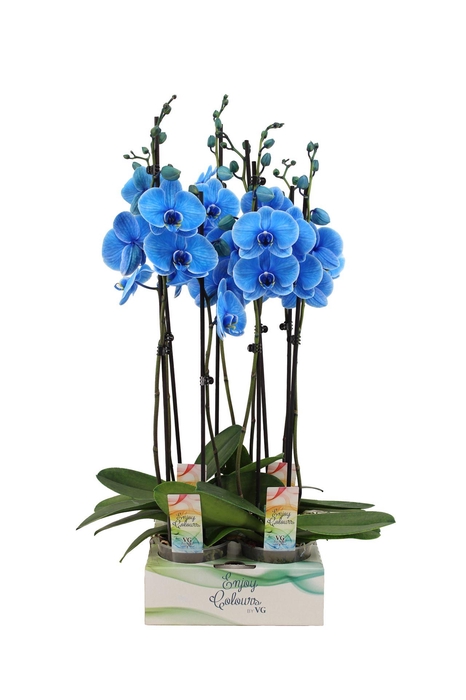 <h4>Phalaenopsis ...</h4>