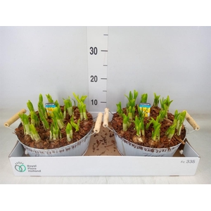 Arr.  Narcissus Tete Tete L%