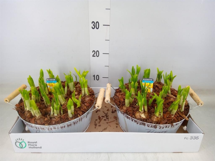 <h4>Arr.  Narcissus Tete Tete L%</h4>