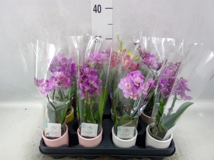 <h4>Phalaenopsis   ...mini</h4>