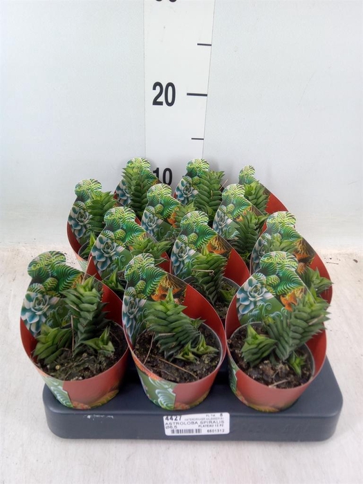 <h4>Cactus   ...</h4>