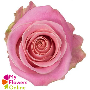 R Gr Hermosa+ Pink 50cm EC