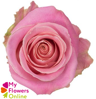 R Gr Hermosa+ Pink 60cm EC