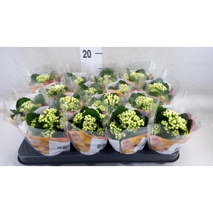 Kalanchoe blos. 'RosDon Dione'