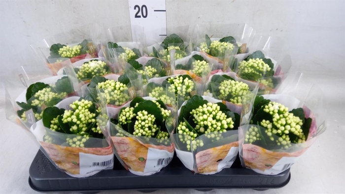 <h4>Kalanchoe blos. 'RosDon Dione'</h4>