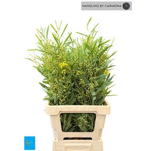 ACACIA BL RETINO BS