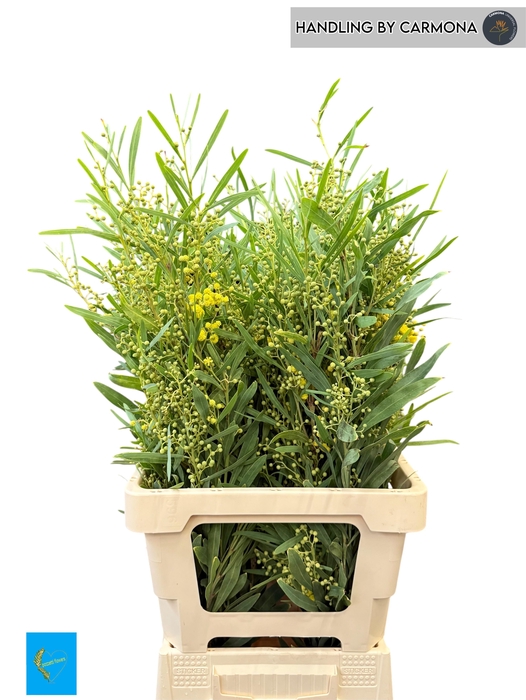 <h4>ACACIA BL RETINO BS</h4>